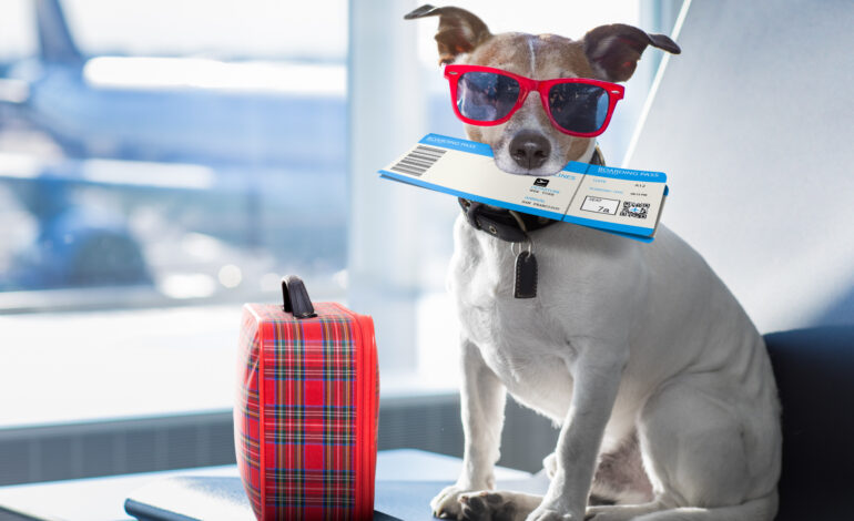 Vuelos Pet-Friendly en Colombia