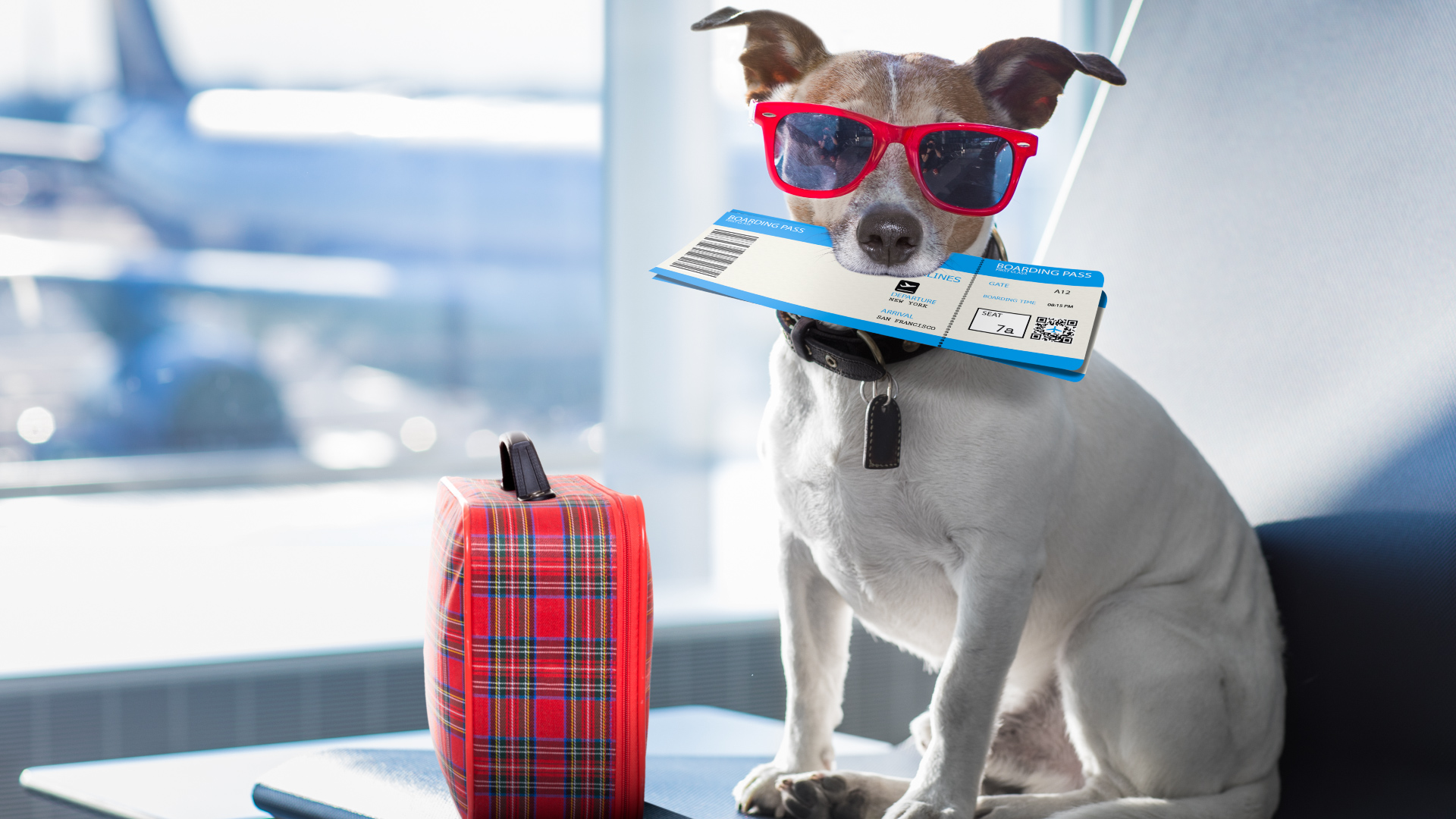 Vuelos Pet-Friendly en Colombia