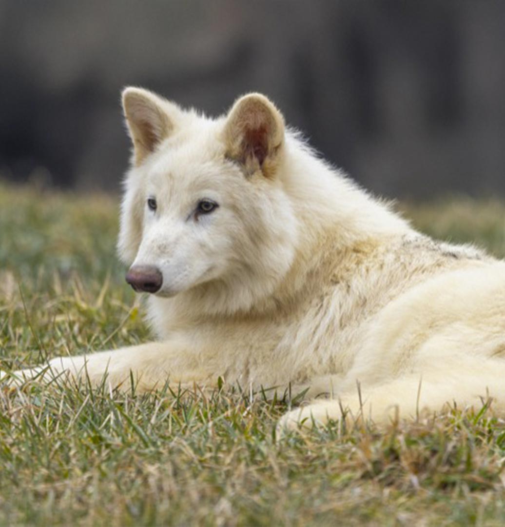 Nacen Lobos Terribles 12.500 años después, la Ciencia revive al depredador
