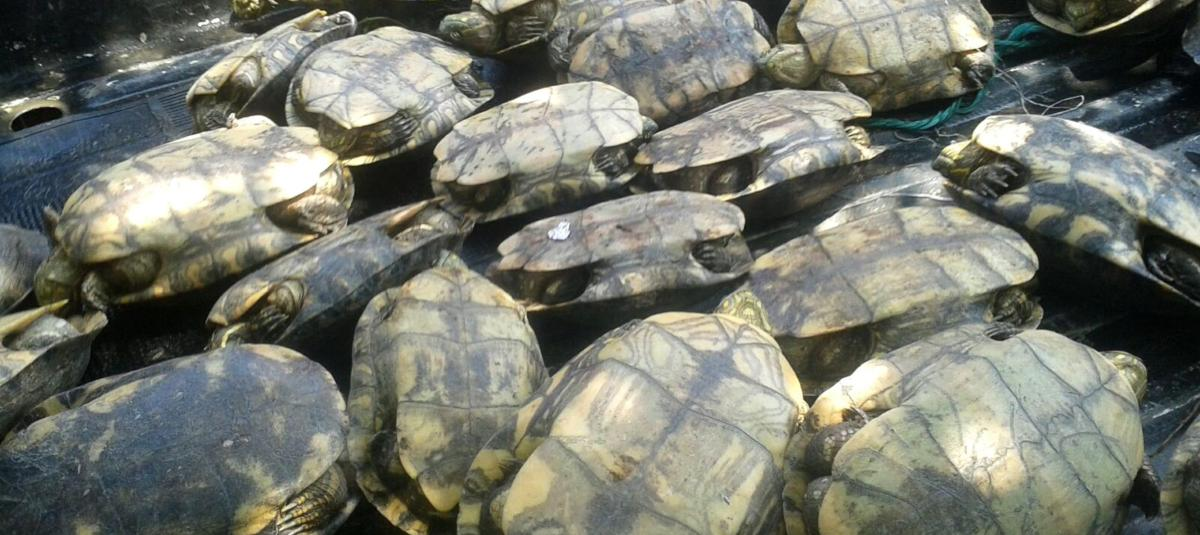 Liberan 49 tortugas charapa en Putumayo tras proceso de recuperación en el Dagma